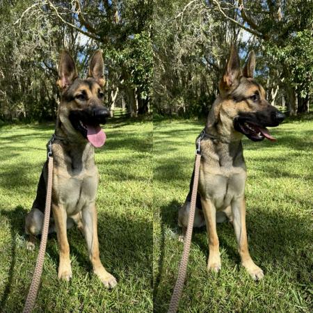 Belgian Malinois for sale