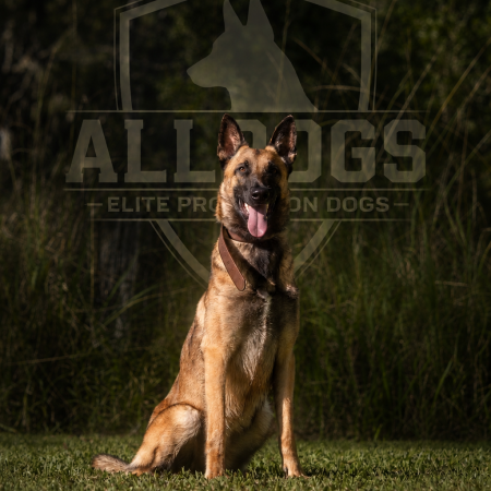 Belgian Malinois Protection Dog