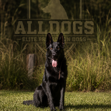 German Shepherd Protection Dog 
