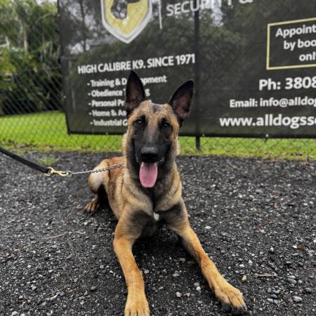 Belgian Malinois for sale