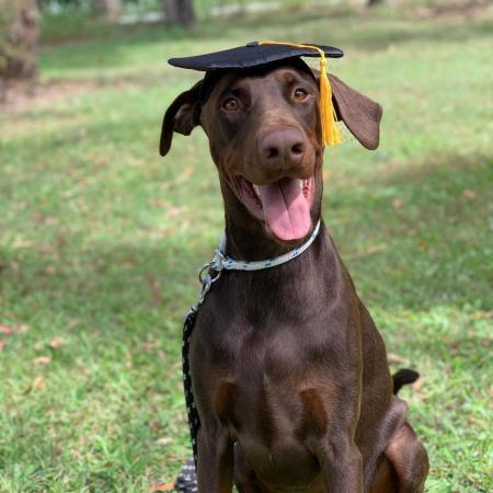 Obedience training for all breeds