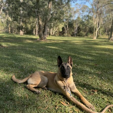 Belgian Malinois for sale