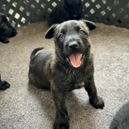 Dutch Shepherd Puppy