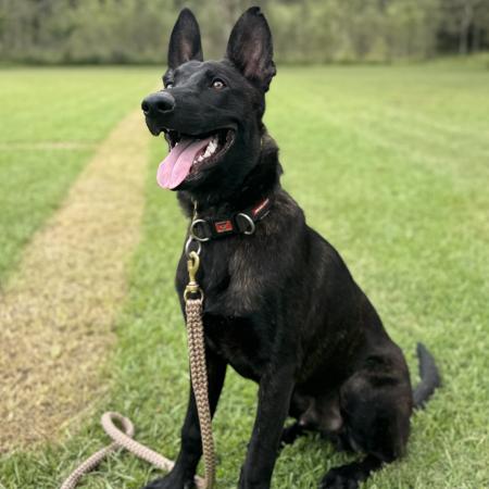 Elite Dutch Shepherd 