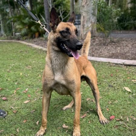 Belgian Malinois for sale
