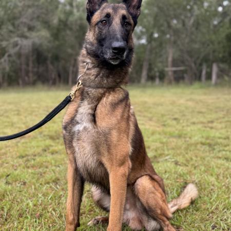 Belgian Malinois 