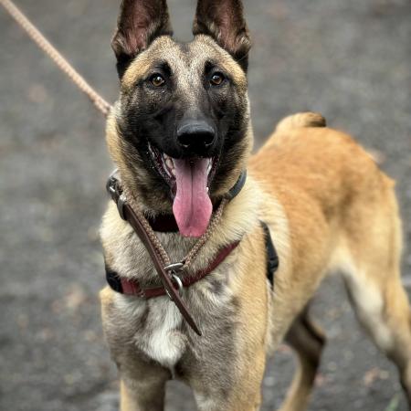 Belgian Malinois for sale Australia, Gold Coast, Brisbane, Sydney, Melbourne 