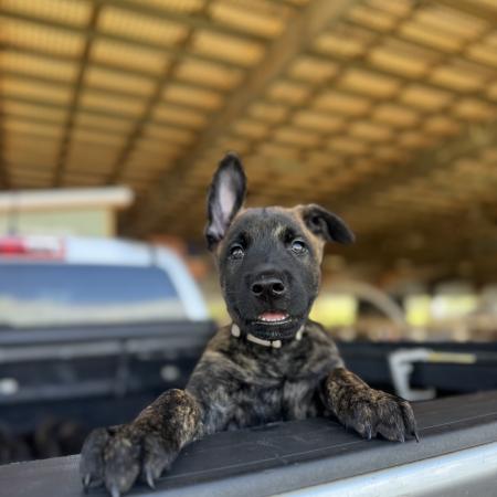 Dutch Shepherd for sale Oahu Hawaii 