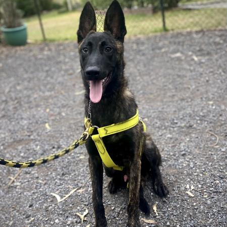 Alldogs Dutch Shepherd Protection Dog