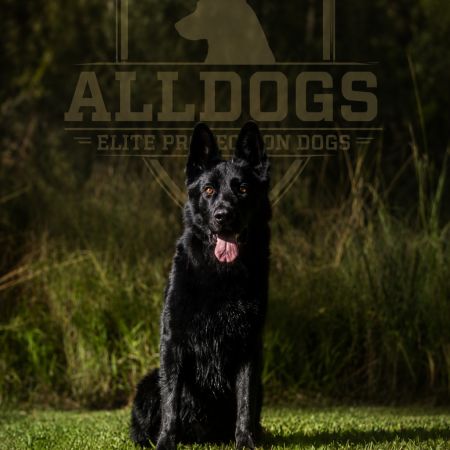 German Shepherd Protection Dog 