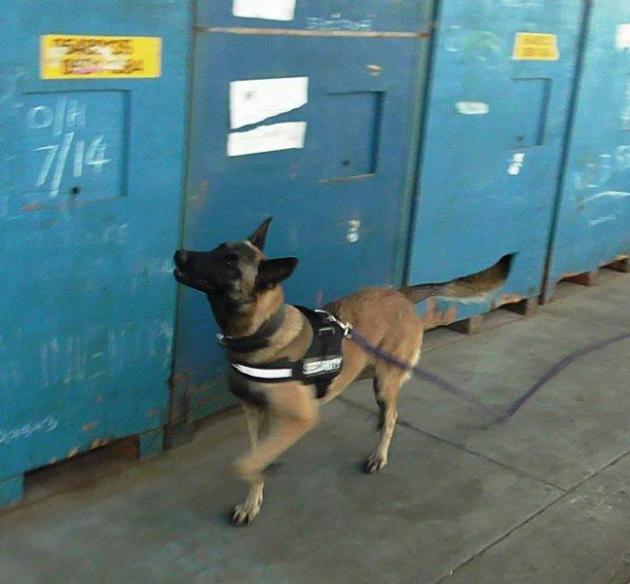 Detector dog sniffing shipping containers