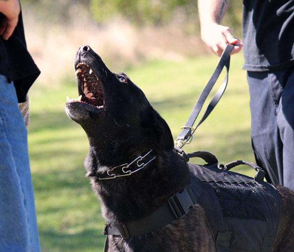 Viscious dog barking at stranger