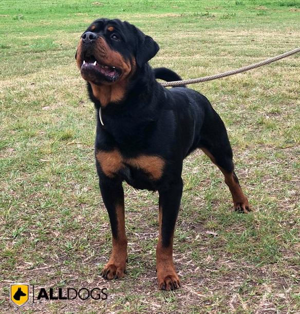 Male Rottweiler guarding property