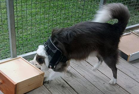 Drug detection dog in training