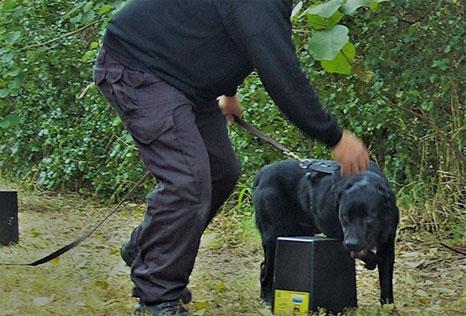 In the field training black labrador for scent detection