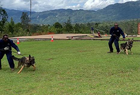 Premises intruder detection and attack dogs in PNG