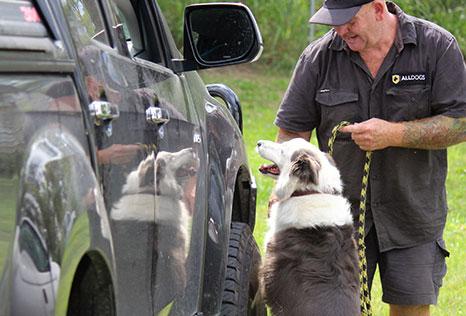 Jamie with detection dog sniffing vehicle for firearm training