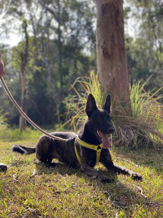 Dutch Shepherd Protection Dog