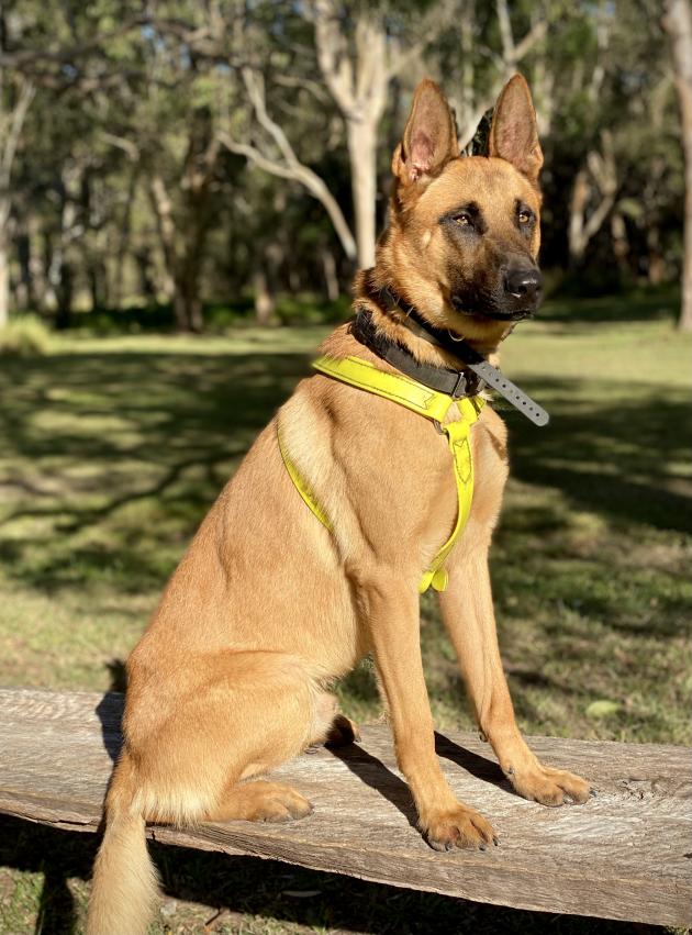 Personal Protection Dog, Guard Dog, Dogs for Sale