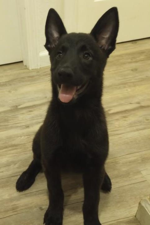 Dutch shepherd pup available Hawaii