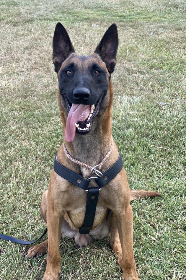 Guard Dog Personal/Home Protection Security Patrol Dog