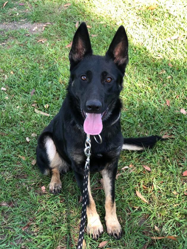 One year old female german sales shepherd