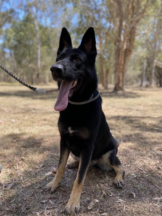 German Shepherd for sale