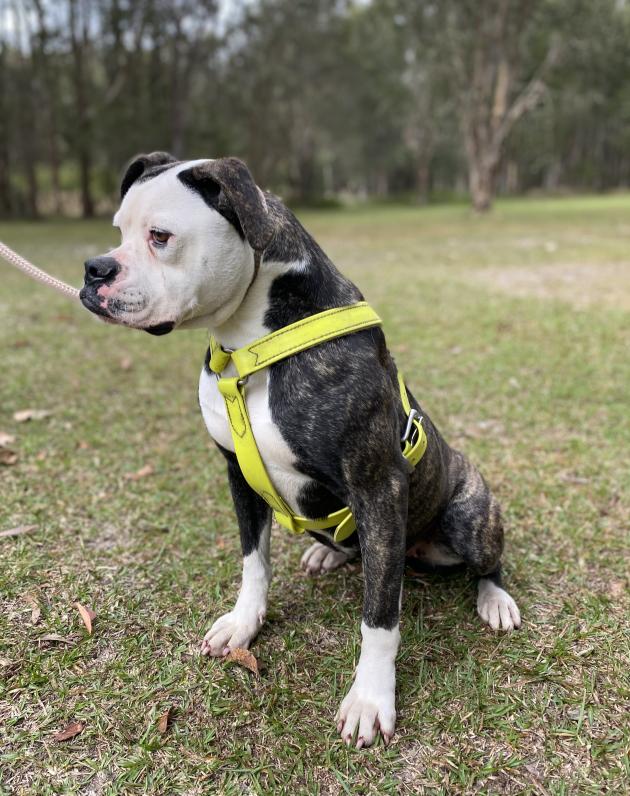 Personal Protection Dog