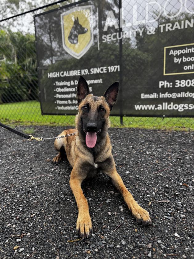 Belgian Malinois for sale