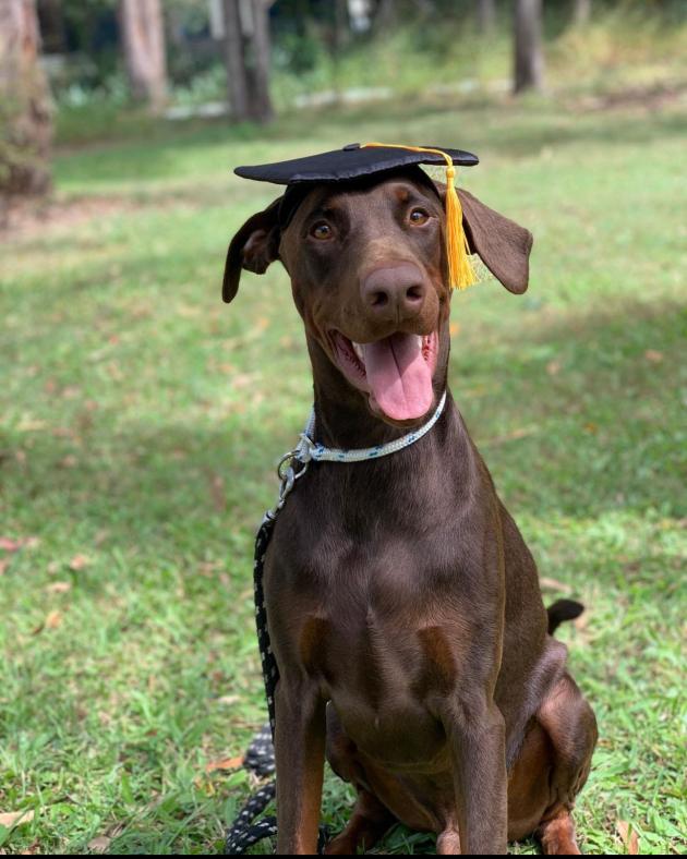 Obedience training for all breeds