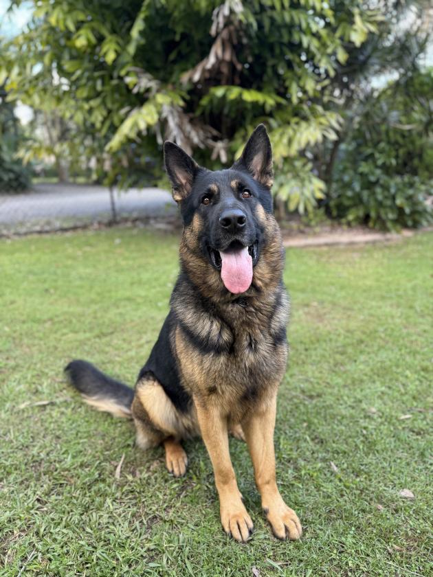 German Shepherd for Sale