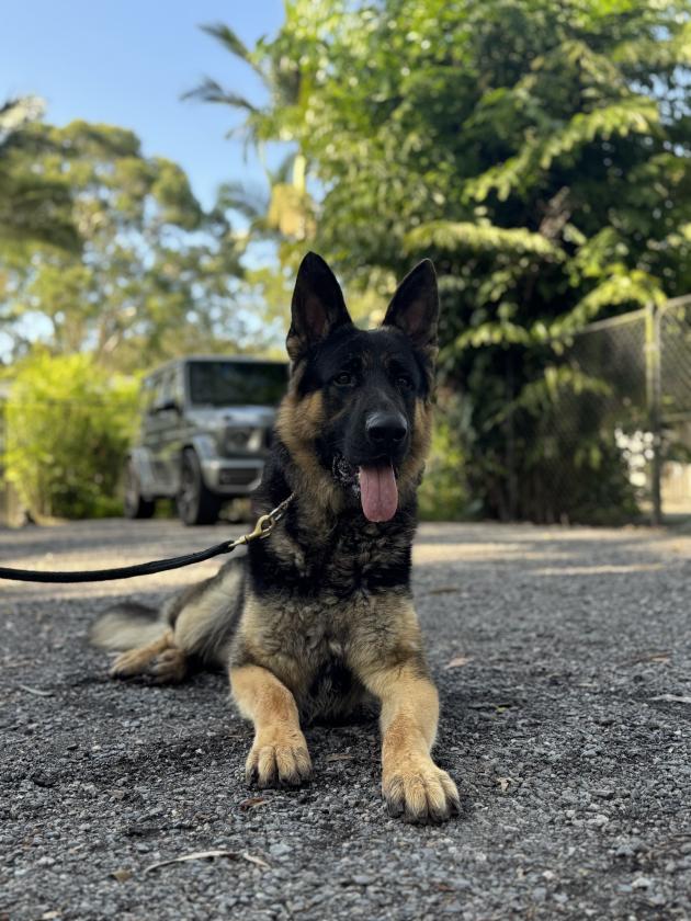 German Shepherd For Sale 
