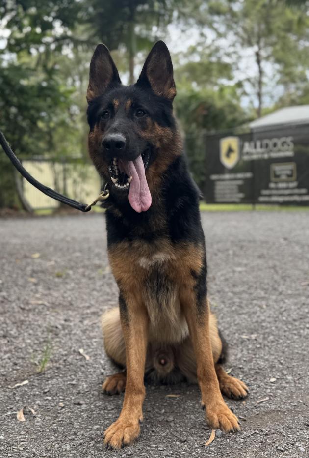 German Shepherd Protection Dog