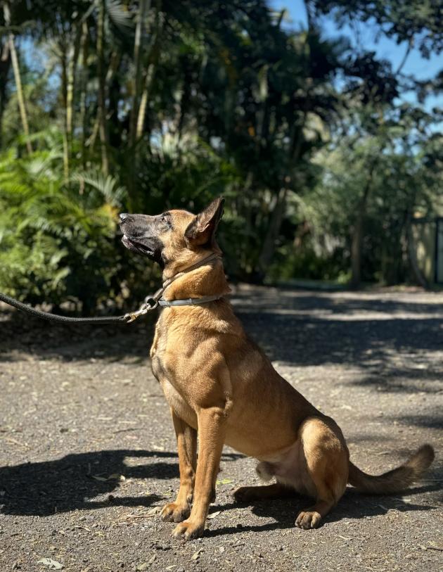 Belgian Malinois for sale