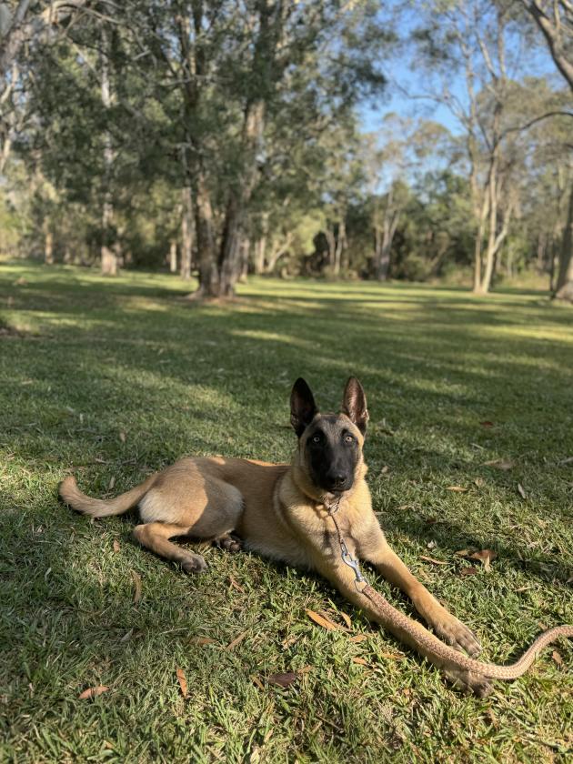 Belgian Malinois for sale