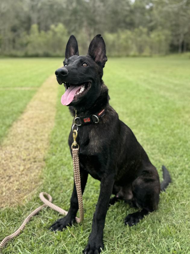 Elite Dutch Shepherd 