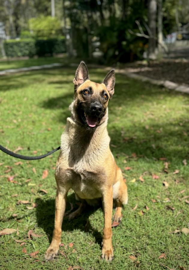 Belgian Malinois for sale