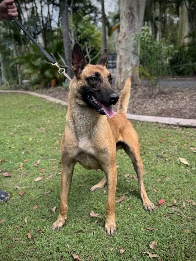 Belgian Malinois for sale