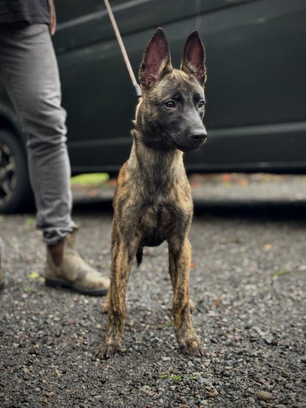Dutch Shepherd Puppy 
