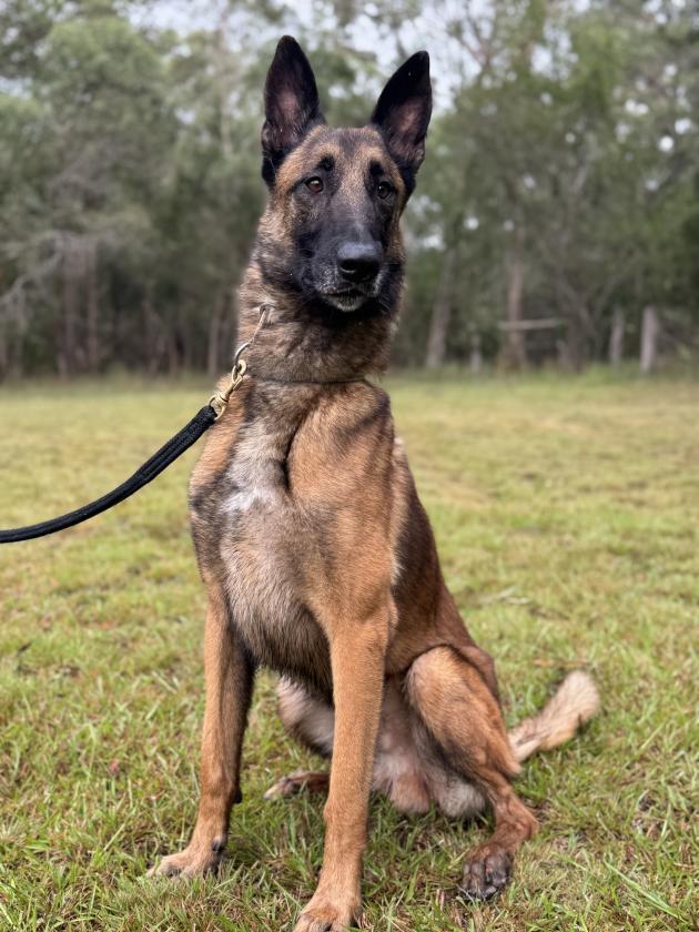 Belgian Malinois 