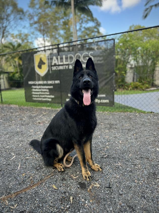 Guard Dog Australia, Protection Dog Worldwide