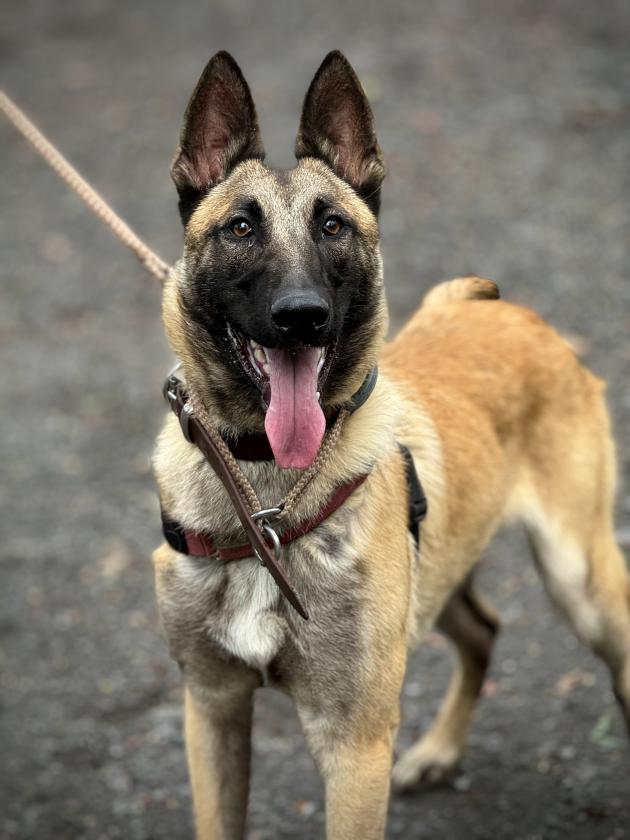 Belgian Malinois for sale Australia, Gold Coast, Brisbane, Sydney, Melbourne