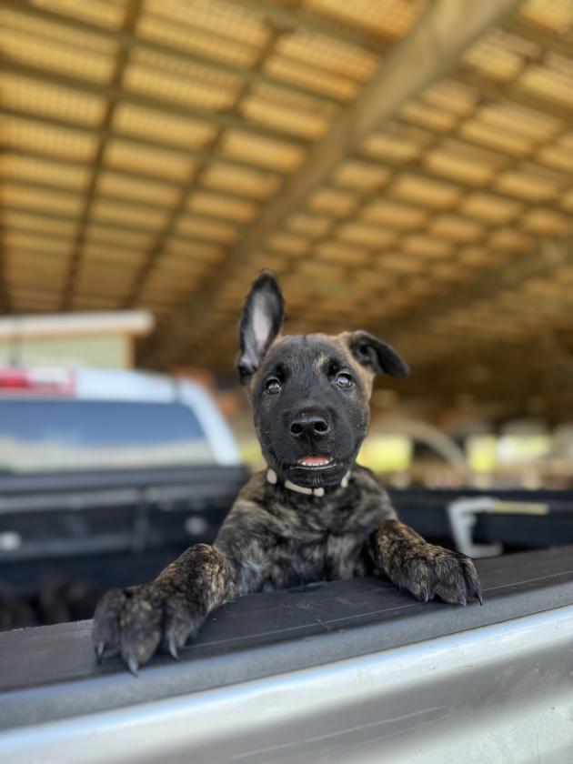 Dutch Shepherd for sale Oahu Hawaii 
