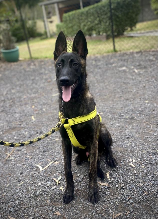 Alldogs Dutch Shepherd Protection Dog