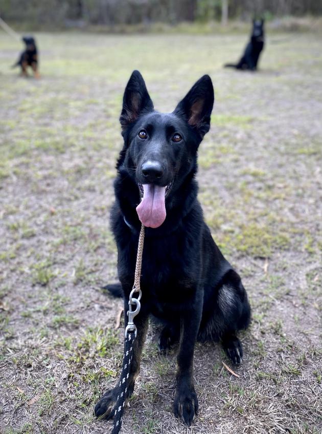 German Shepherd Protection Dog