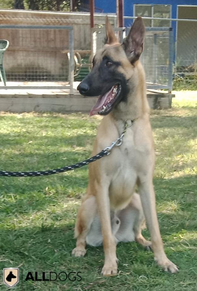 male belgian malinois for sale