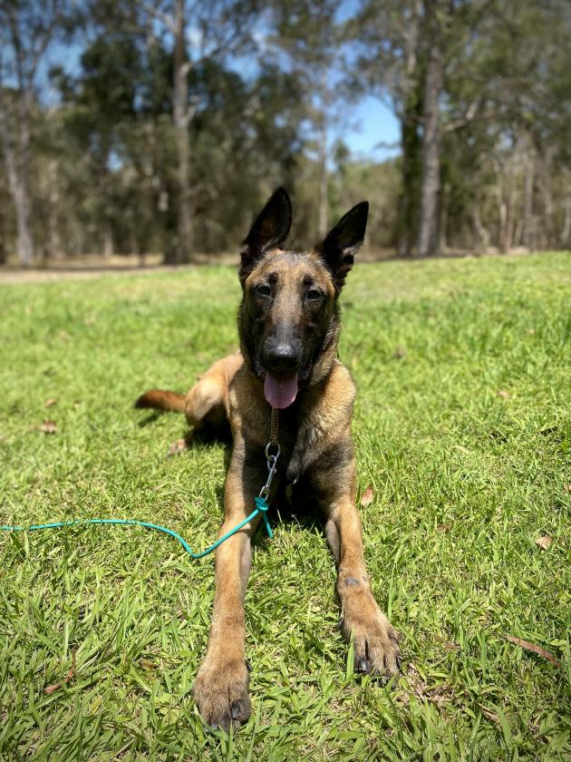 Belgian Malinois for sale