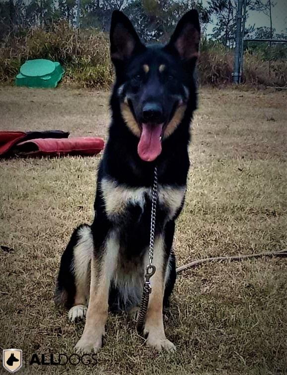 Zahli - German Shepherd