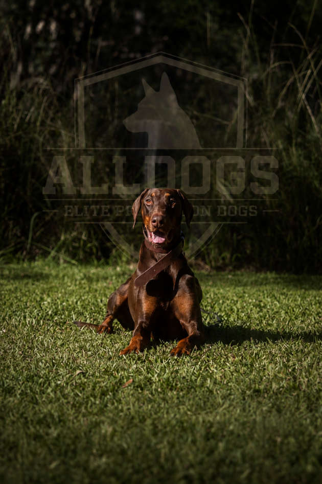 Doberman Protection Dog Australia