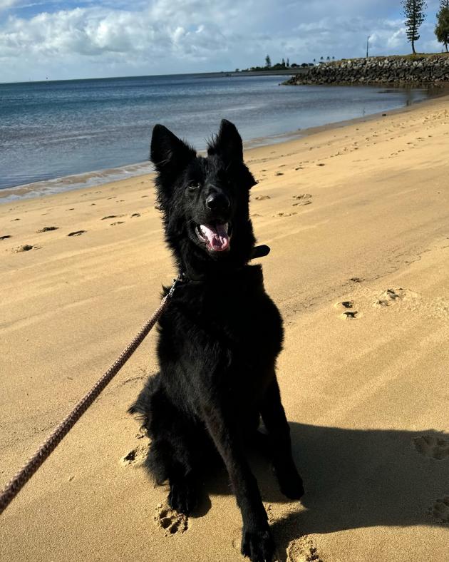 Alldogs Personal Protection Dog